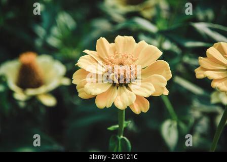 Gelbe Zinnia blüht in der Nähe des Herbstgartens Stockfoto