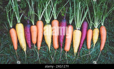 Bunte Regenbogenkarotten auf Gras im Garten, geerntete Karotten, Blick von oben Stockfoto