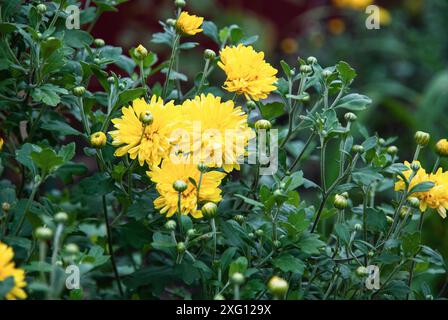 Chrysanthemum grandiflorum gelbe Blumen, Mütter wachsen im Herbstgarten Stockfoto