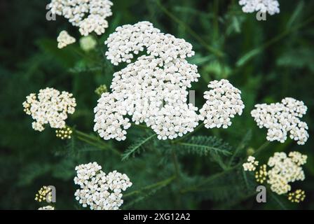 Die rosa Schafgarbe (Achillea) blüht Millefolium-Pflanzen auf dem Feld Stockfoto