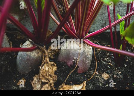 Rote Bete wächst im Herbst im Bio-Gemüsegarten Stockfoto