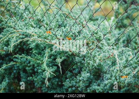 (Juniperus) squamata Blue Swede wächst durch Netzzaun Stockfoto