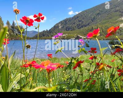 Karkamski See, Bulgarien, Pirin Berge rote Blumen, Sommerlandschaft Stockfoto