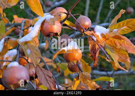 Medlar auf Baum mit Schnee, viele gewöhnliche Medlar auf Baum mit Schnee, Herbst Stockfoto