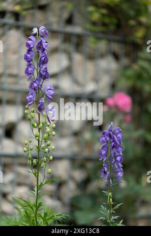 Delphiniumblumen im Garten Stockfoto