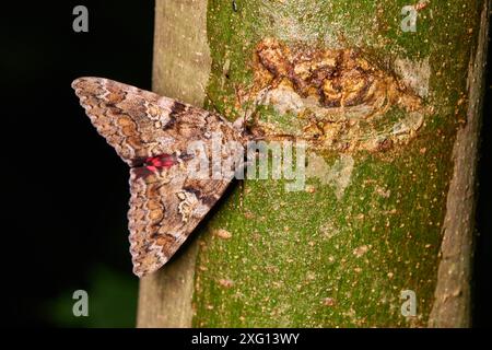 Catocala sponsa, die dunkle purpurrote Unterhaut. Grosses Eichenkarmin (Catocala sponsa) in Sachsen Stockfoto