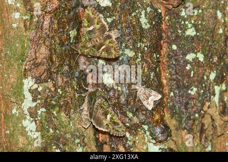 Orache Moth (trachea atriplicis) an einem Baum. Orache Moth (trachea atriplicis) in der Nacht Stockfoto