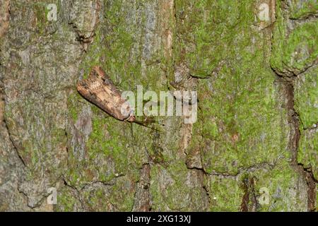 Ypsiloneule (Agrotis ipsilon) in der Oberlausitz. Agrotis ipsilon, das dunkle Schwertgras, schwarzer Kotwurm, fettiger Kotwurm, Auenwurm Stockfoto