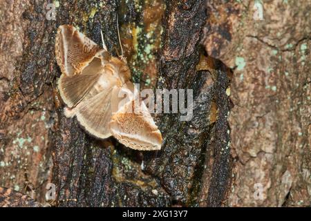 Achateufelmotte (Habrosyne pyritoides) auf einem Baum. Buffbögen (Habrosyne pyritoides) in der Nacht Stockfoto