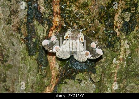 Roseneule (Thyatira batis) auf einem Baum. Pfirsichblüte (Thyatira batis) in der Nacht Stockfoto