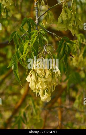 Boxelder, Boxelder-Ahorn, Manitoba-Ahorn (Acer negundo). Eschen-Ahorn (Acer negundo) Stockfoto