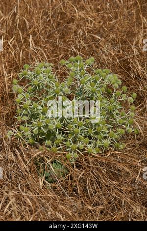 Feld-Mannstreu (Eryngium campestre). Eryngium campestre, bekannt als Felderyngo auf einer Wiese Stockfoto