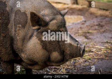 Ein weißes Topfbauchschwein in seinem Gehege Stockfoto