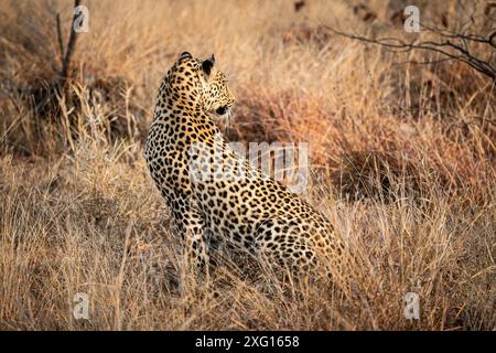 Junger männlicher afrikanischer Leopard (Panthera Pardus) im Kruger-Nationalpark, Südafrika Stockfoto