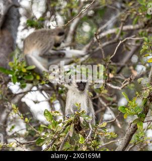 Vervet-Affen (Chlorocebus Pygerythrus) in einem Baum. Kruger-Nationalpark, Südafrika Stockfoto