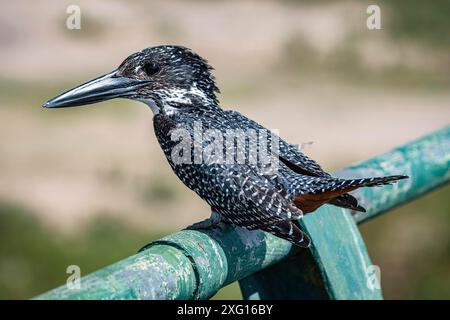 Der Riese Kingfisher (Megaceryle Maxima) sitzt auf einer Metallbar im Kruger-Nationalpark, Südafrika Stockfoto