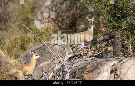 Männlicher und weiblicher Klipspringer (Oreotragus Oreotragus) im Kruger-Nationalpark Stockfoto