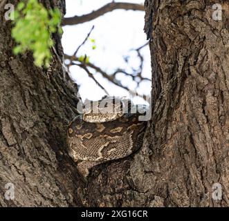 Python (Pythonidae) auf einem Baum, Kruger-Nationalpark, Südafrika Stockfoto