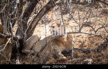 Männchen Löwen (Panthera Leo) entspannen im Schatten im Kruger-Nationalpark, Südafrika Stockfoto