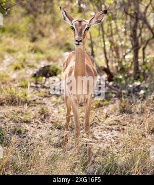 Weibliches Porträt von Impala (Aepyceros Melampus) im Kruger-Nationalpark, Südafrika Stockfoto