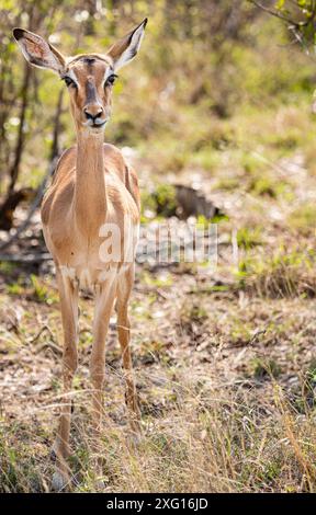 Weibliches Porträt von Impala (Aepyceros Melampus) im Kruger-Nationalpark, Südafrika Stockfoto