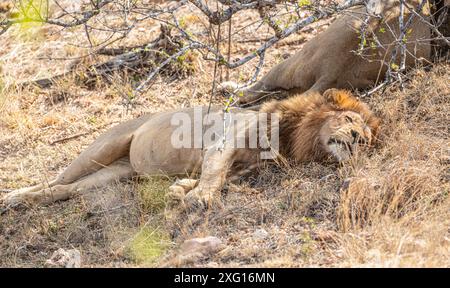 Männchen Löwen (Panthera Leo) im Kruger-Nationalpark, Südafrika Stockfoto