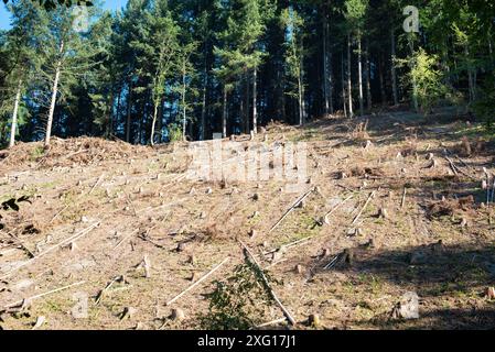 Wald in Deutschland, Bäume abhauen, Boden nach Hitzewelle im Sommer austrocknen, globale Erwärmung und Klimawandel, Umweltschäden Stockfoto