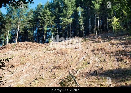 Wald in Deutschland, Bäume abhauen, Boden nach Hitzewelle im Sommer austrocknen, globale Erwärmung und Klimawandel, Umweltschäden Stockfoto