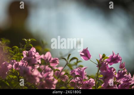 Eine Art Sträucher Bougainvillea spectabilis Willd. Familie Nyctaginaceae die Stiele sind ziemlich hart, mit scharfen Dornen, Blüten sind kleine Röhren innen, ornam Stockfoto