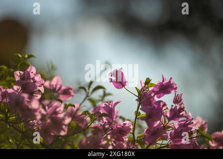 Eine Art Sträucher Bougainvillea spectabilis Willd. Familie Nyctaginaceae die Stiele sind ziemlich hart, mit scharfen Dornen, Blüten sind kleine Röhren innen, ornam Stockfoto