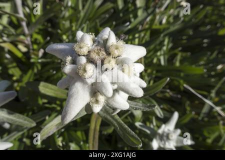 Edelweißblume in den Karwendel-Alpen Stockfoto