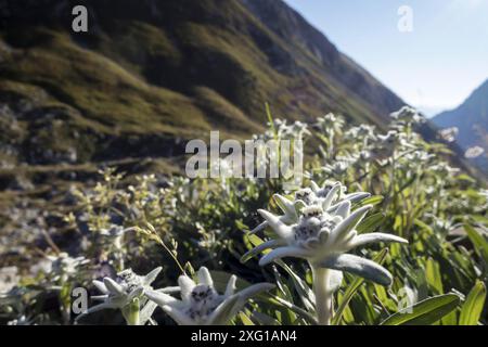 Edelweißblume in den Karwendel-Alpen Stockfoto