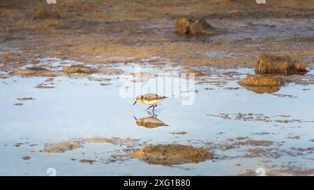 Sanderling, Calidris alba, Erwachsener, der sich in den Winterschlafvogel stürmt Stockfoto