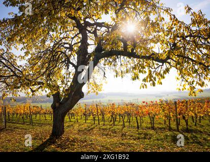 Herbstliche Weinberge, Weingartenkapelle in Neckenmarkt, Blaufraenkischland, Bezirk Oberpullendorf, Burgenland, Oesterreich Stockfoto