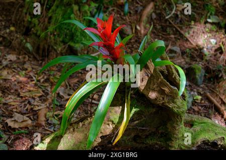 Scarlet Star lingulata, die mit Kopfkissen getuftete Luftpflanze oder Scarlet Star mit roten Blüten, wächst aus einem alten, moosbedeckten Stamm im Regenwald Stockfoto