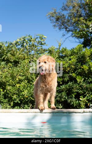 Mini Goldendoodle am Pool in der Sommerhitze, Kreuzung zwischen Golden Retriever und Poodle, Frankreich Stockfoto