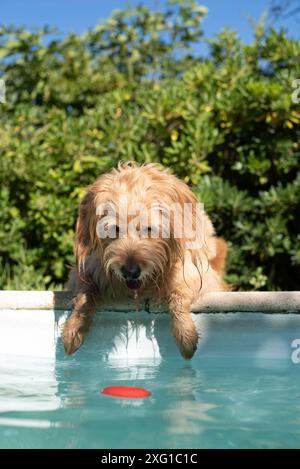 Mini Goldendoodle am Pool in der Sommerhitze, Kreuzung zwischen Golden Retriever und Poodle, Frankreich Stockfoto