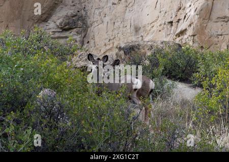Maultierhirsche im Writing-on-Stone Provincial Park in Alberta, Kanada. Stockfoto