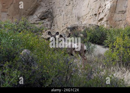 Maultierhirsche im Writing-on-Stone Provincial Park in Alberta, Kanada. Stockfoto