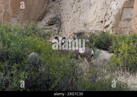 Maultierhirsche im Writing-on-Stone Provincial Park in Alberta, Kanada. Stockfoto