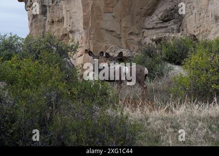 Maultierhirsche im Writing-on-Stone Provincial Park in Alberta, Kanada. Stockfoto