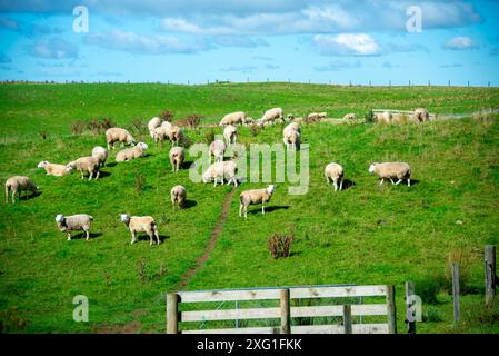 Schafweide in der Region Manawatu-Whanganui - Neuseeland Stockfoto