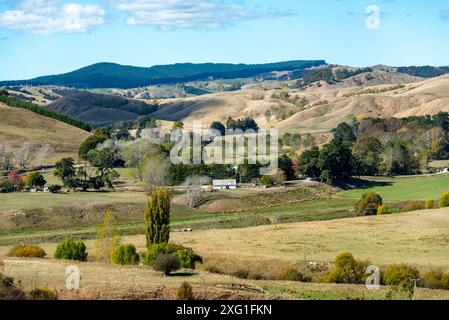 Schafweide in der Region Manawatu-Whanganui - Neuseeland Stockfoto