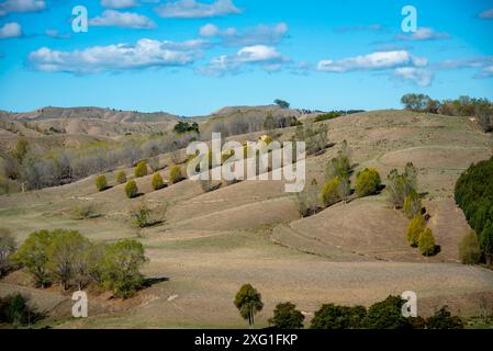 Schafweide in der Region Manawatu-Whanganui - Neuseeland Stockfoto