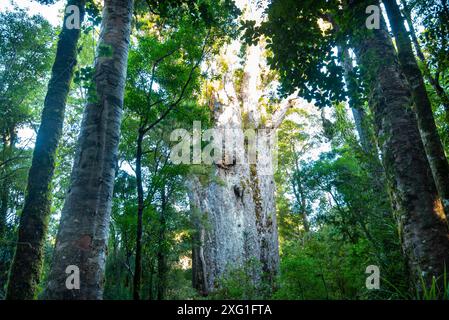 'Te Matua Ngahere' Kauri Tree - Neuseeland Stockfoto