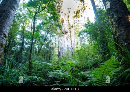 'Te Matua Ngahere' Kauri Tree - Neuseeland Stockfoto