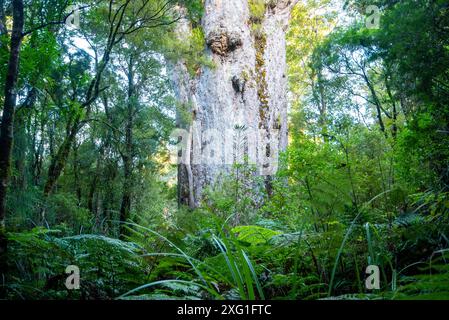 'Te Matua Ngahere' Kauri Tree - Neuseeland Stockfoto