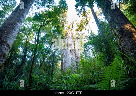 'Te Matua Ngahere' Kauri Tree - Neuseeland Stockfoto