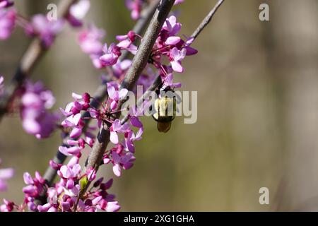 Hummel auf Eastern Redbud Flowers Stockfoto