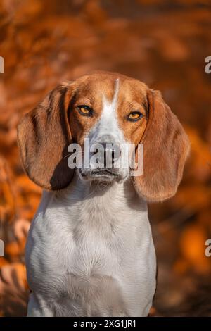 Porträt eines reinrassigen Hundes Beagle im Herbstpark Stockfoto
